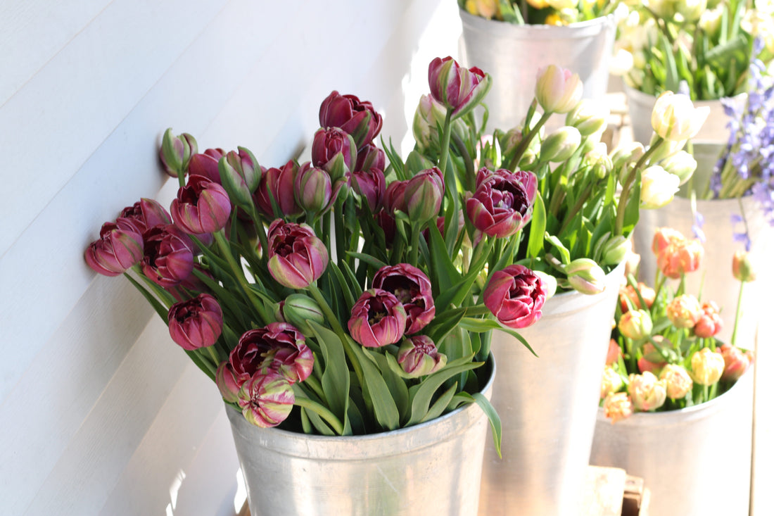 Tulip Bulbs