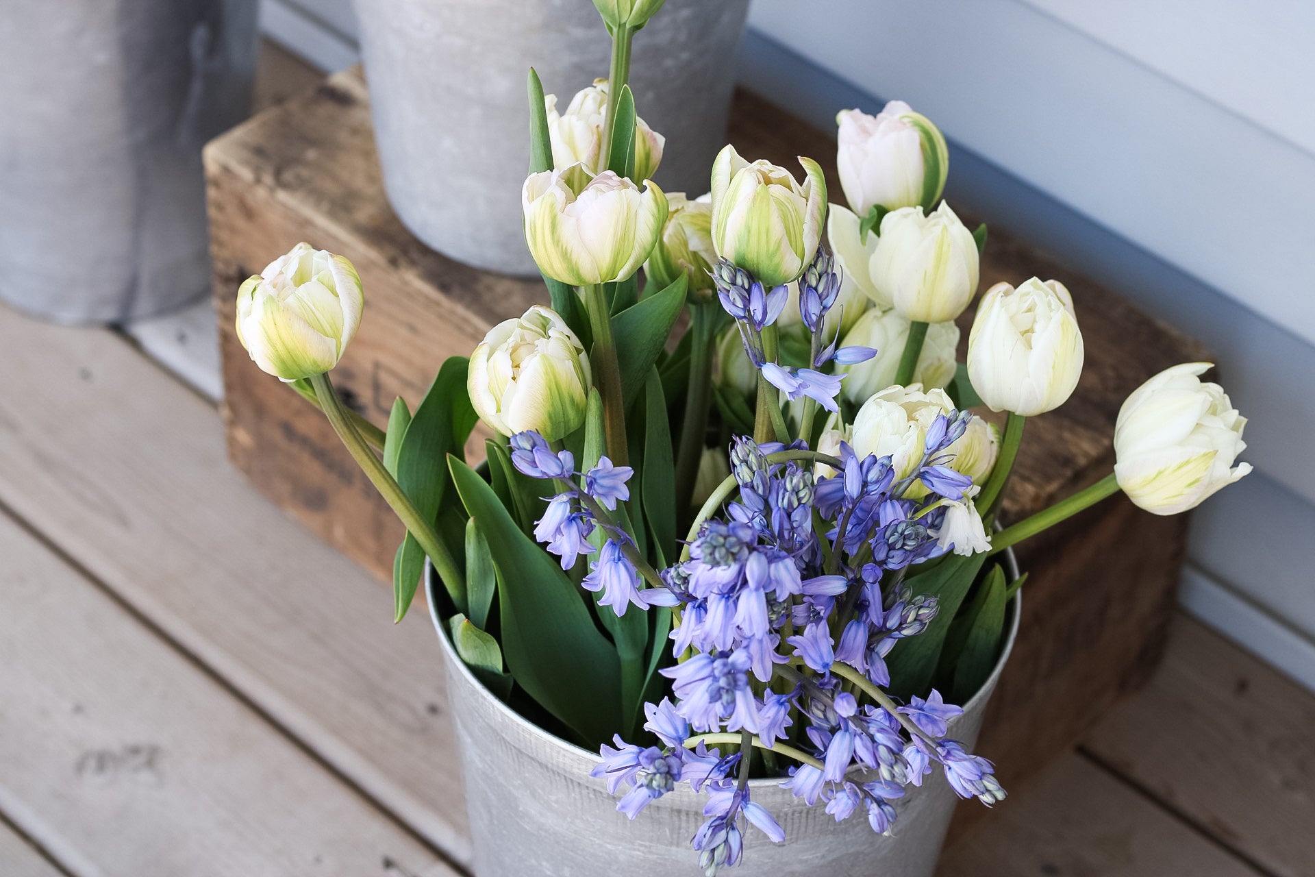 Coastal Delights - Spring Blooms Subscription 2026