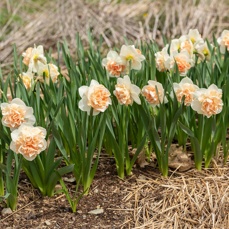 Flower Surprise