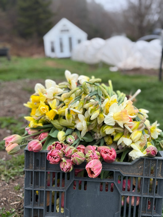 Mother’s Day Daffodil Delight